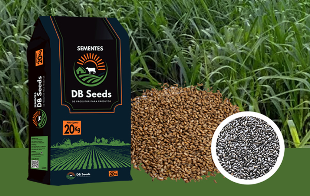 DB Seeds