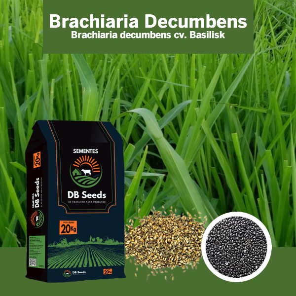 DB Seeds