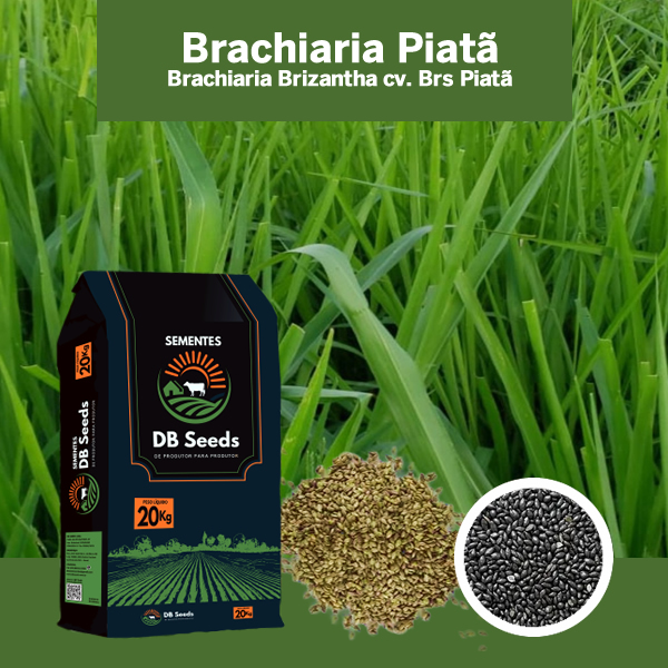 DB Seeds